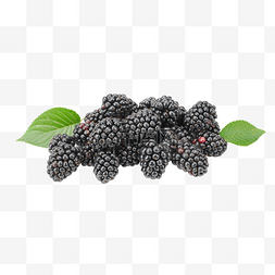 采摘黑莓新鲜水果