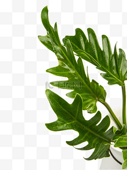 绿植热带植物图片_热带植物天使叶