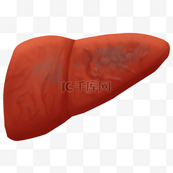 人体脏器肝硬化肝癌人体内脏器官