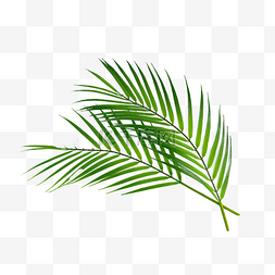 棕榈叶纹理绿色树林
