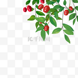 红枣枣子树