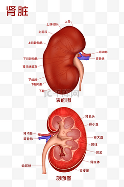 五脏六腑图片大全图片_医疗人体组织器官肾脏实例图