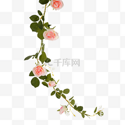 粉色玫瑰玫瑰图片_粉色玫瑰花藤