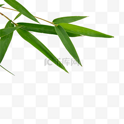 竹子图形图片_竹叶竹子植物叶片