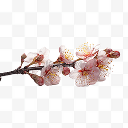 logo设计图片_高清免扣花卉摄影樱花桃花设计素
