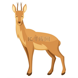 鹿的风格化插图白色背景的林地森