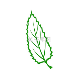 轮廓图片_栗树或榆树叶孤立轮廓图标矢量绿