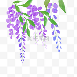 隔离紫色图片_水彩风格茂盛的欧丁香