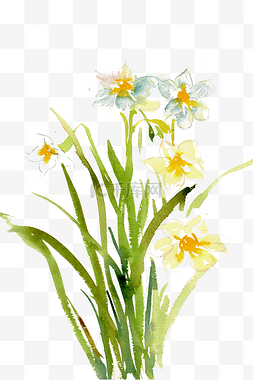 春天盛开的花朵图片_生机勃勃的水仙水墨