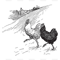 本插图代表两只母鸡, 复古线画或
