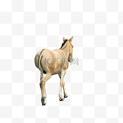 蒙古野驴动物园陆地动物
