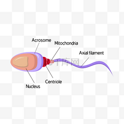 人体精子细胞分析