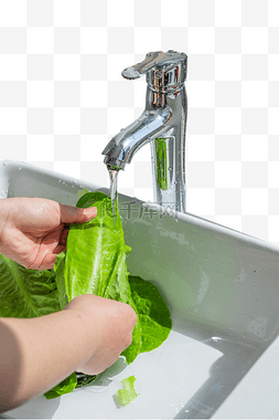 水洗生菜青菜