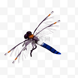 蜻蜓展翅飞图片_蜻蜓节肢动物