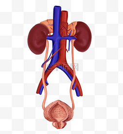 医疗人体器官泌尿系统