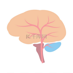 器官捐献图片_大脑内部器官的插图。