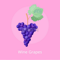 葡萄酒葡萄图标，粉红色的矢量图