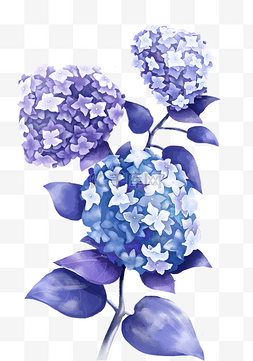 紫色梦幻花朵图片_花朵绣球花