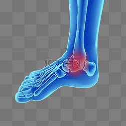 身体结构人体图片_科技人体脚骨