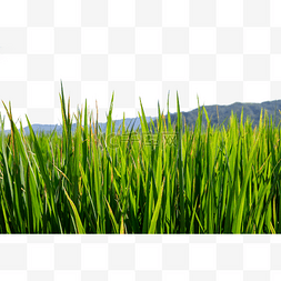 农村地里的水稻