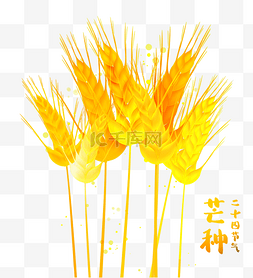 春天图片_芒种节气夏天夏季金色黄色