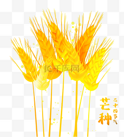 芒种节气夏天夏季金色黄色