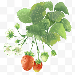 草莓熊草莓熊图片_新鲜水果奶油草莓