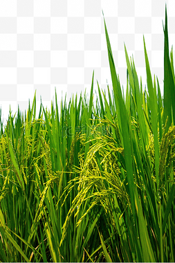 水稻芒种稻田生长