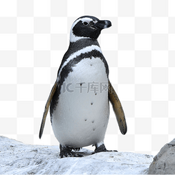 濒危海洋动物图片_动物园企鹅石台野生动物