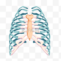 大脑插画图片_肋骨医学模型卡通风格