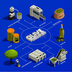 生产流程矢量图片_橄榄生产等距流程图带水果收获分