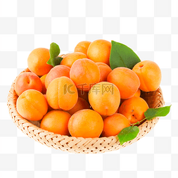 采摘大黄杏