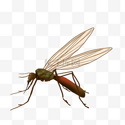 昆虫动物蚊子