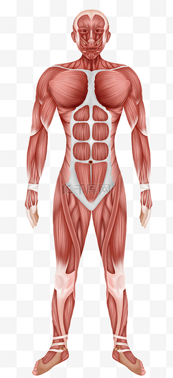 挖掘机正面图片_人体医疗组织器官人体正面肌肉