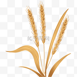 芒种金色麦穗麦子