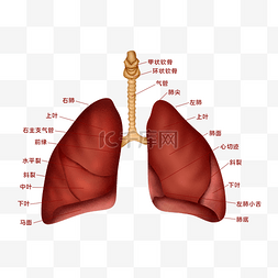 医疗人体组织器官肺脏实例图