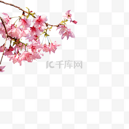 春花图片_樱花春花公园开花