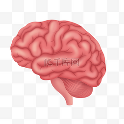 结构图片_人体器官大脑