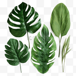 热带植物图片_绿叶叶子热带植物树叶装饰