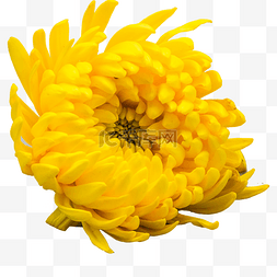 黄色菊花素材图片_重阳节黄色菊花