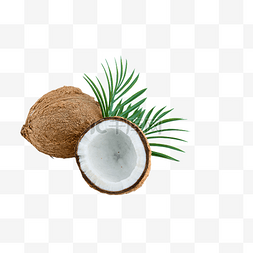 植物度假图片_椰子美味坚硬椰子树