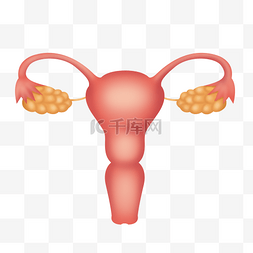 人体器官子宫卵巢