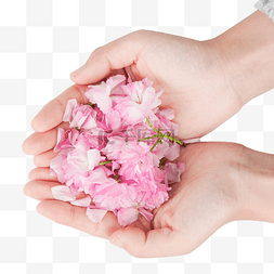 手捧粉色樱花花朵