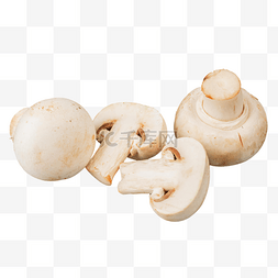 口蘑菌菇蘑菇