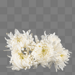 清明节白色菊花鲜花