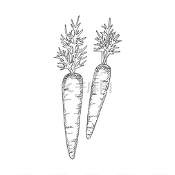 胡萝卜与蔬菜图片_胡萝卜隔离秋季蔬菜草图矢量素食