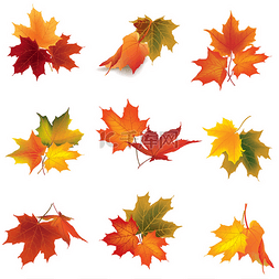 秋天的图标集。秋天树叶和浆果.
