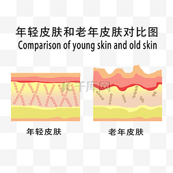 对比图片_年轻皮肤和老年皮肤示意图