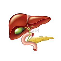 人的肝脏，胆囊，胰腺解剖矢量