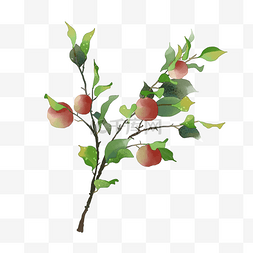 苹果唯美图片_唯美水彩手绘树枝绿叶苹果树枝手